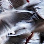 IMG_0764 Les mouettes